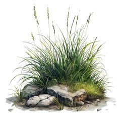 some grass and rocks on a white background with watercolor painting style illustration stock photo