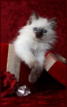 a white kitten with blue eyes sitting on top of a red gift box next to a rose