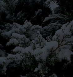 snow is covering the branches of trees at night