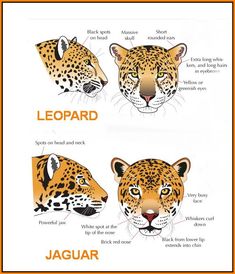 the different types of leopards are shown in this diagram