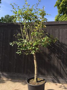 a small tree in a black pot on the ground next to a fence and trees