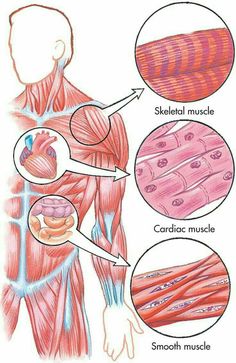 the muscles and their functions are labeled in this diagram, which shows what they look like