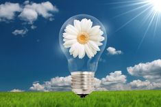 a light bulb with a flower in it sitting on top of a grass covered field