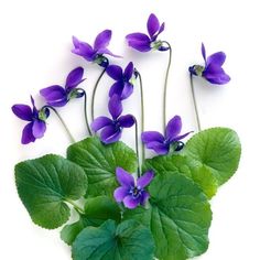 purple flowers and green leaves on a white background