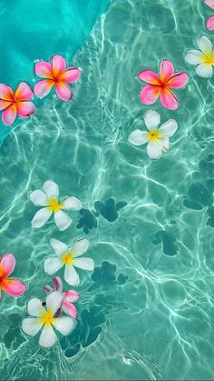 pink and white flowers floating in clear blue water