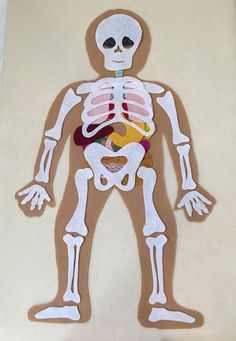 a cut out of a human body with the skeleton visible