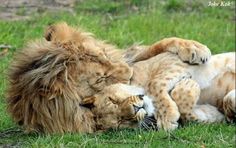 two lions laying on top of each other in the grass with their heads touching one another