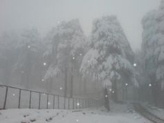 the trees are covered in snow and lights