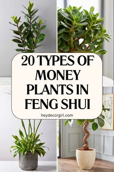 different types of money plants in pots with text overlay that reads 20 types of money plants in feng shui