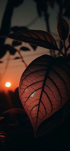 a close up of a leaf with the sun setting in the back ground behind it