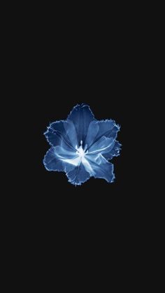 a blue flower on a black background