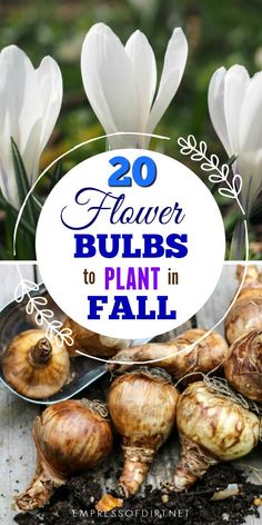 some white flowers with the words 20 flower bulbs to plant in fall