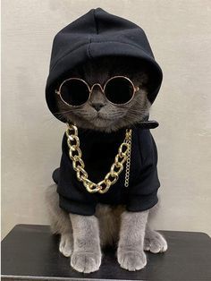 a cat wearing sunglasses and a hoodie sitting on top of a black table next to a white wall