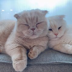 two cats laying on top of a couch next to each other with their eyes closed