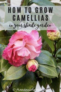 pink flowers with text overlay how to grow camellias in your shade garden