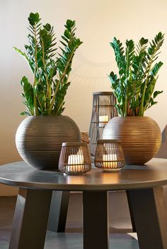 three vases with plants in them sit on a table next to each other,