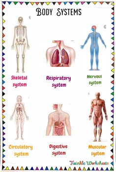 the body systems are labeled in this diagram