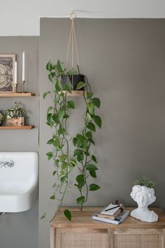 a living room with a plant hanging on the wall and a sink in the corner