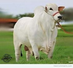 a white cow standing on top of a lush green field next to a red leash