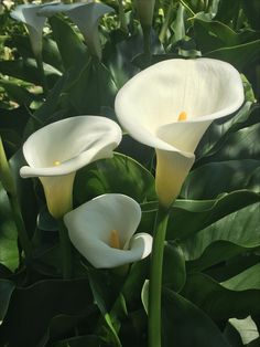 two white flowers with green leaves in the background