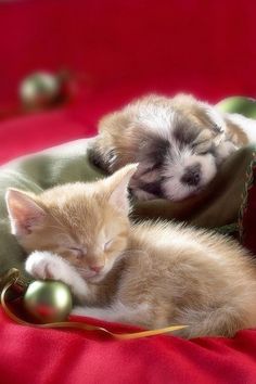 two small kittens sleeping next to each other on a pillow with the caption merry christmas to all and to all a good night