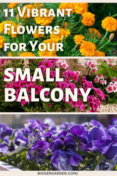 Discover how 11 flowering plants can enhance a small beautiful balcony with herb containers and medicinal herbs. Ideal for growing plants indoors, container gardening vegetables, and creating a stunning flower garden, these tiny plants support natural remedies, including those for the common cold. Beautiful Balcony, Garden Of Flowers, Balcony Gardening, Indoor Balcony, Herb Containers, Japanese Beetles, Coral Bells, Balcony Plants, White Flies