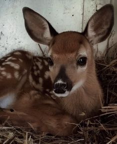 a baby deer is laying down in the hay