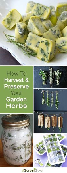 how to harvest and preserve your garden herbs