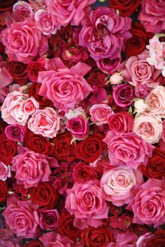 many pink and red roses are arranged together