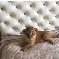 a baby lion laying on top of a bed next to a white headboard and pillows