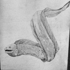 a pencil drawing of a banana flying through the air with it's tail curled up