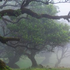 an image of foggy trees in the woods