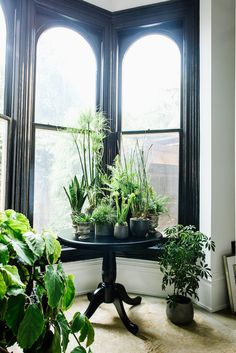 there are many plants in the window sill by the table and windowsills