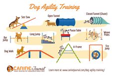 an image of dog agility training poster