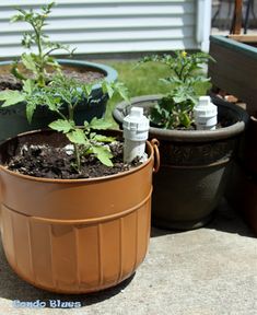 three potted plants are sitting on the ground