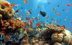 a large group of tropical fish swimming in the ocean near some corals and rocks