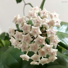 white flowers with pink centers are on a green leafy plant in front of a white wall