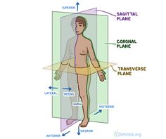 an image of the human body with labels on it and labelled parts labeled in english