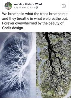 Breathe Out, Divine Design, Science Facts, Breath In Breath Out, Cute Love Quotes, Nature Quotes, Nature Design, Sacred Geometry, The Words