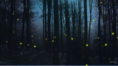 the fireflies are glowing in the dark forest