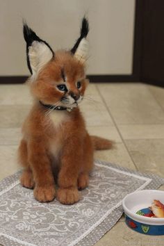 a small kitten sitting on top of a rug next to a bowl