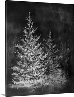 a black and white photo of a pine tree in the snow with ice on it's branches