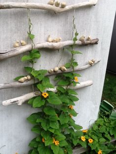 the vines and flowers are growing on the side of the building, along with driftwood