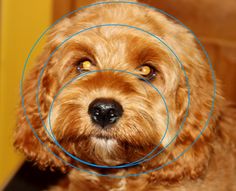 a brown dog with a blue circle around it's neck and nose, looking at the camera