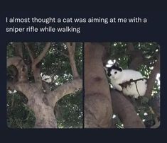 Funny Animal Jokes, Funniest Memes, Animal Jokes