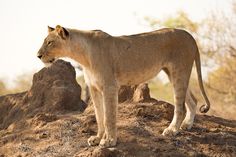 a lion standing on top of a dirt hill