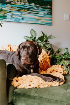 a brown dog laying on top of a green couch next to a potted plant