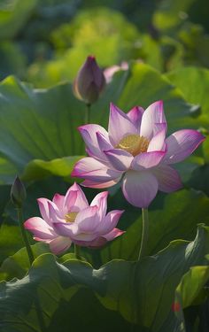 two pink lotuses blooming in the middle of green leaves