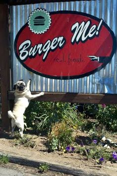 a pug dog standing on its hind legs in front of a burger me sign