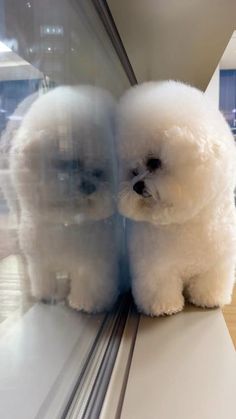 two white poodles sitting on top of a window sill next to each other